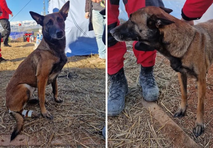 Bravo Tora! U Turskoj spasila djevojčicu iz ruševina. U AKCIJI SI JE POVRIJEDILA ŠAPU.