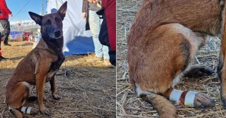 HEROJ NAD HEROJIMA: Potražni pas Tora iz BiH povrijedial šapu, ali je uspjela spasiti djevojčicu