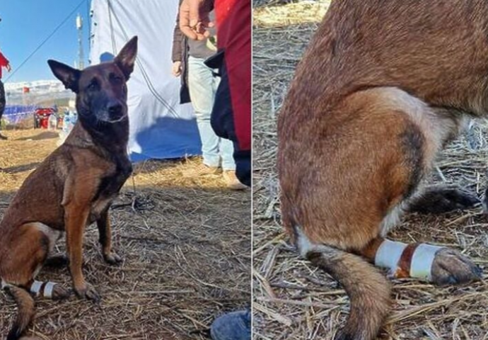 HEROJ NAD HEROJIMA: Potražni pas Tora iz BiH povrijedial šapu, ali je uspjela spasiti djevojčicu