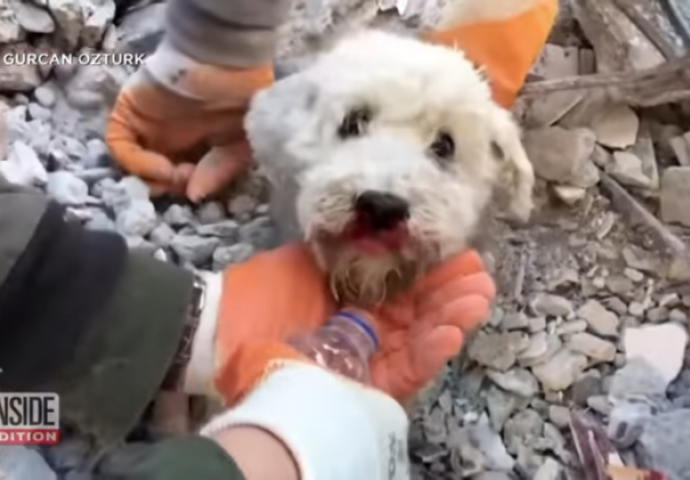 VIDEO Psić 60 sati bio zarobljen u ruševinama u Turskoj, pogledajte spašavanje