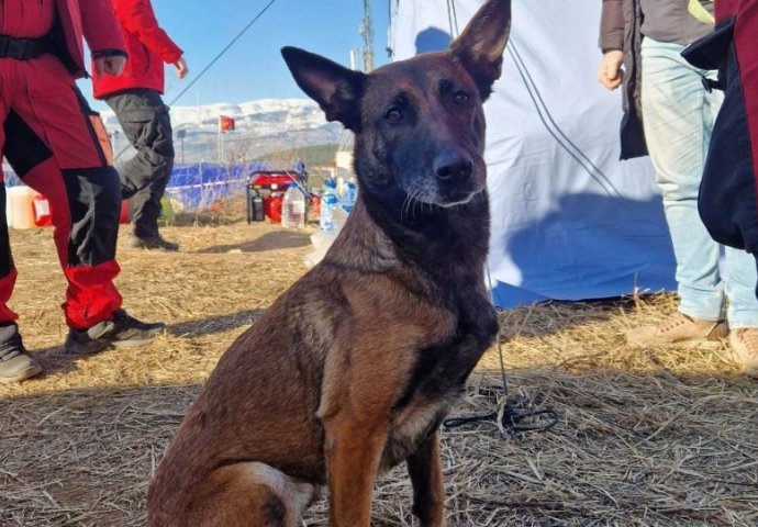 KAKO JE TORA POSTALA NAJBOLJI PAS TRAGAČ U TURSKIM RUŠEVINAMA: Evo kako je nanjušila živu djevojčicu