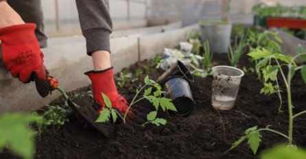 1 MOĆAN SASTOJAK ČINI ČUDA U BAŠČI: Najbolja je zamjena za pesticide, preporodiće biljke kao od šale