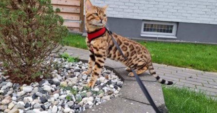 NAGRADA OD 1000 MARAKA PRONALAZAČU: Nestala mačka u Tuzli