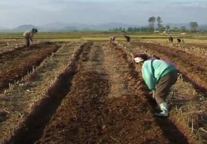 Sjeverna Koreja poziva na "ruralnu revoluciju" dok pojedini strani izvori tvrde kako se zemlja suočava s nestašicom hrane