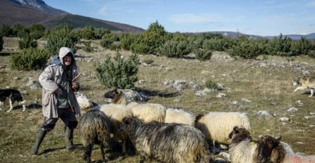 STADO OVACA POSVAĐALO KOMŠIJE:  ‘Njihovo blejanje tjera nam turiste iz sela‘