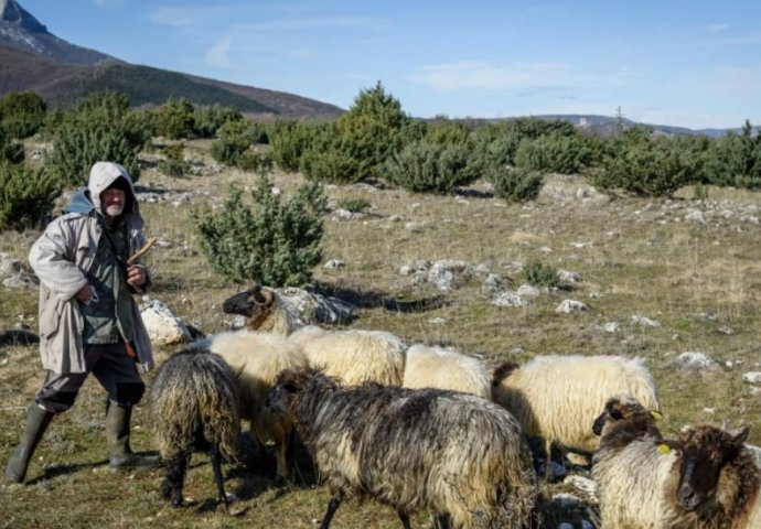 STADO OVACA POSVAĐALO KOMŠIJE:  ‘Njihovo blejanje tjera nam turiste iz sela‘