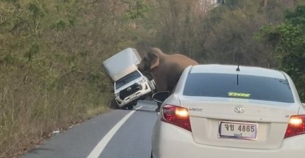 HAOS NA PUTU: Vozač nije htio propustiti slona da prijeđe cestu, ŽIVOTINJA MU PREVRNULA AUTOMOBIL