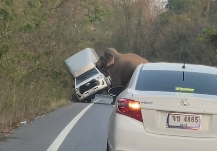 HAOS NA PUTU: Vozač nije htio propustiti slona da prijeđe cestu, ŽIVOTINJA MU PREVRNULA AUTOMOBIL