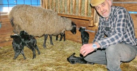 ČUDO KOD HAJRUDINA ZAHIROVIĆA: Ovca ojanjila petero jagnjadi