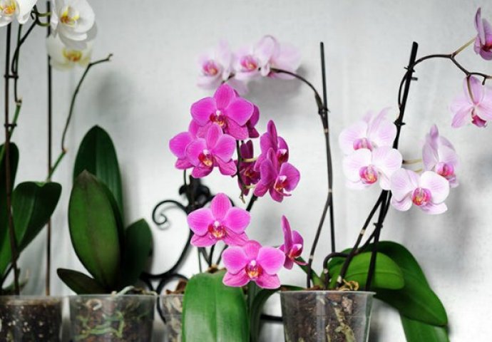Greška koju većina pravi kada zaliva orhideje: OVO JE JEDINI ISPRAVAN NAČIN