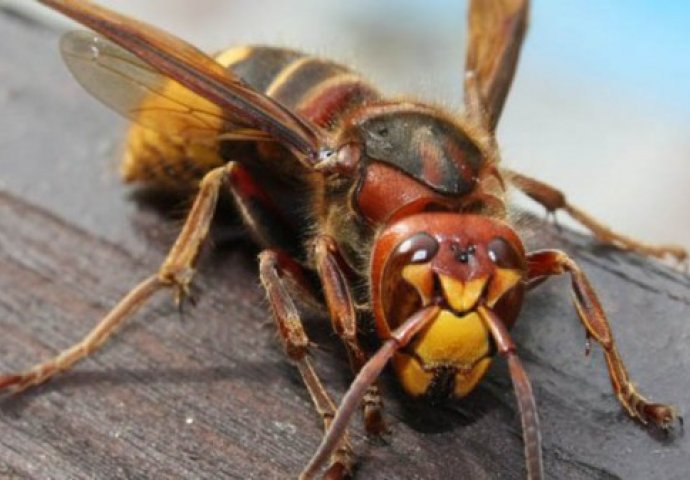 DOBRO JE ZNATI: Kada vas ubode osa, stršljen ili pčela – ovo će vas spasiti bola i otoka