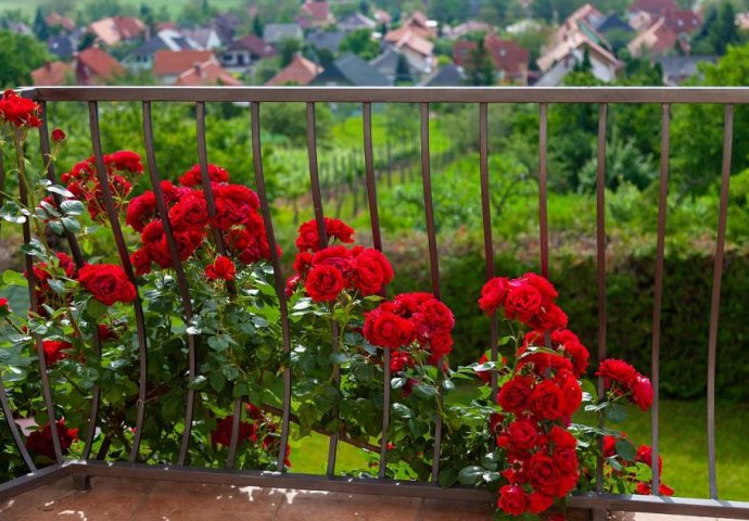 KAKO DA POSADITE RUŽE U SAKSIJI OVOG PROLJEĆA: Isprobajte trik sa krompirom za grm pun čarobnih cvijetova (VIDEO)
