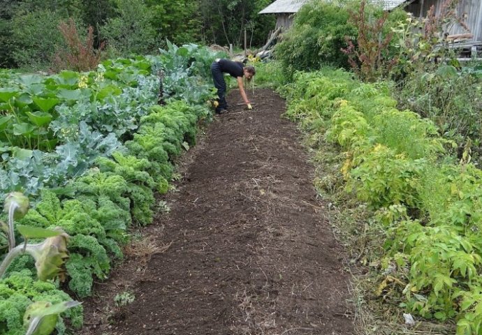 Jedna kašika ove smjese može zamijeniti razna gnojiva: Pospite po vrtu i uživajte u obilnoj žetvi