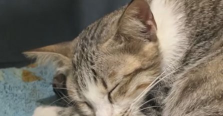 DOKAZ DA I ŽIVOTINJE IMAJU OSJEĆANJA: Snimka koja je rastužila mnoge: Mačić je mrtav, ali njegova mama ga nije htjela pustiti. (VIDEO)