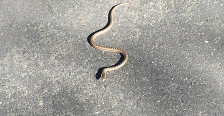 Drama u BiH: Zmija ušla djevojkama u automobil