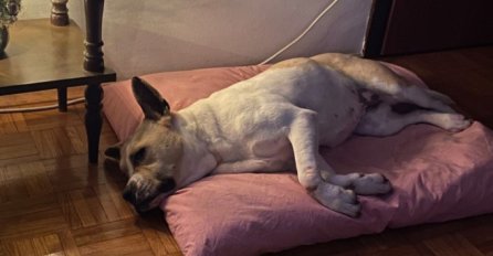 ‘PROPADA BEZ LJUBAVI!’ Azil Dumovec uputio hitan apel, ovoj kujici je potrebna pomoć