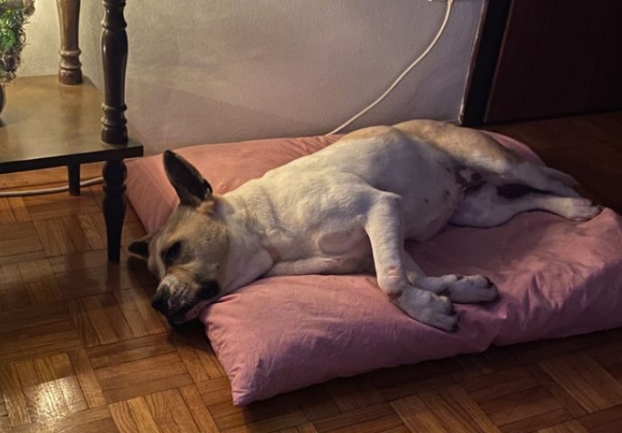 ‘PROPADA BEZ LJUBAVI!’ Azil Dumovec uputio hitan apel, ovoj kujici je potrebna pomoć