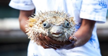 SMRTONOSNA DELICIJA / Žena umrla nakon što je pojela ribu koja se nedavno pojavila i u Jadranu, muž u kritičnom stanju