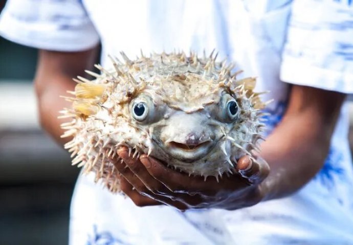 SMRTONOSNA DELICIJA / Žena umrla nakon što je pojela ribu koja se nedavno pojavila i u Jadranu, muž u kritičnom stanju