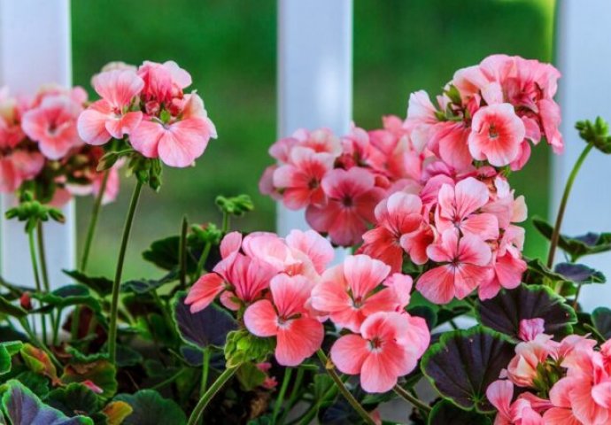 PRIJE NEGO IZNESETE MUŠKATLE: Obavezno ovo uradite