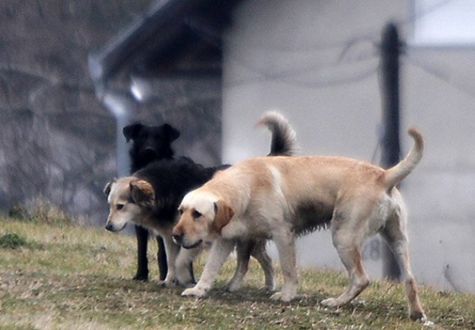 POVRIJEĐEN 65-GODIŠNJAK IZ BIH: Napao ga čopor pasa lutalica