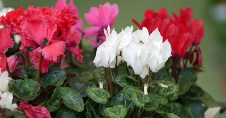 Pridržavajte se ova tri zlatna pravila: Ciklama vas neće razočarati izgledom