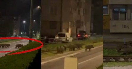 Divlje svinje prošetale sarajevskim naseljem Vogošća (VIDEO)