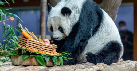 UGINULA POSLJEDNJA PANDA U TAJLANDU: TUGA U CIJELOJ ZEMLJI, GRAĐANI ISKAZUJU ŽALJENJE, KINA POKRENULA ISTRAGU