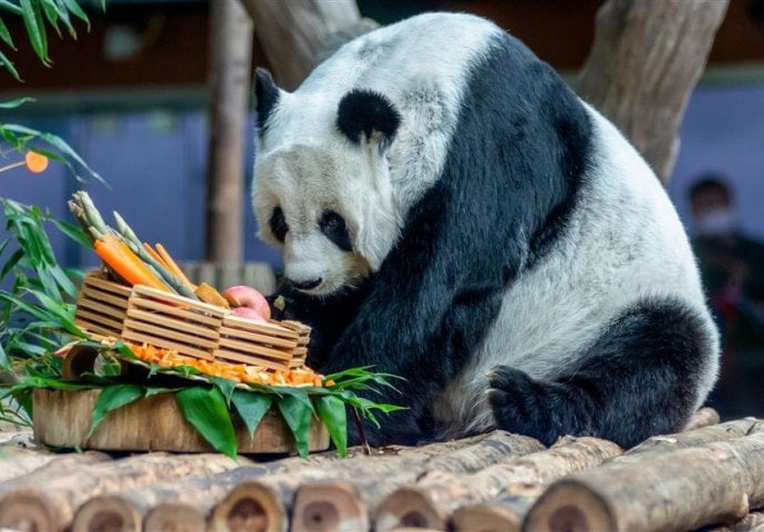 UGINULA POSLJEDNJA PANDA U TAJLANDU: TUGA U CIJELOJ ZEMLJI, GRAĐANI ISKAZUJU ŽALJENJE, KINA POKRENULA ISTRAGU