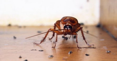 INSEKTI BJEŽE OD OVE BILJKE KAO NENORMALNI, A UBIJA I MOLJCE: Samo je stavite u sobu i RJEŠIĆETE SE PROBLEMA