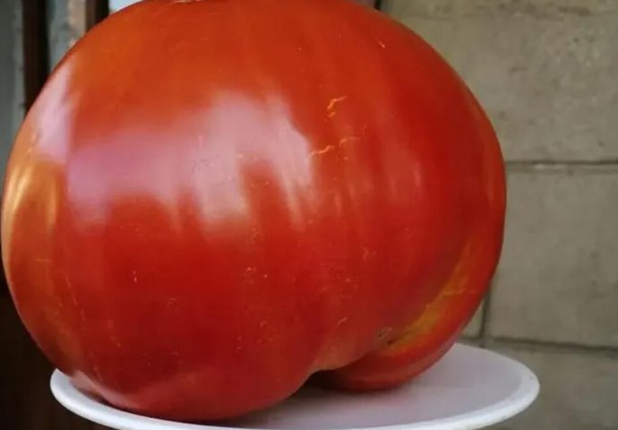 ODLUČILA JE OTKRITI SVOJU TAJNU: Ako poslušate 1 savjet paradajz u vašoj bašti će nicati kao lud i bit će PREUKUSAN!