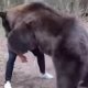 KORISTI KHABIBOVE METODE: MMA borac šokirao fanove snimkom na kojoj se bori s odraslim medvjedom