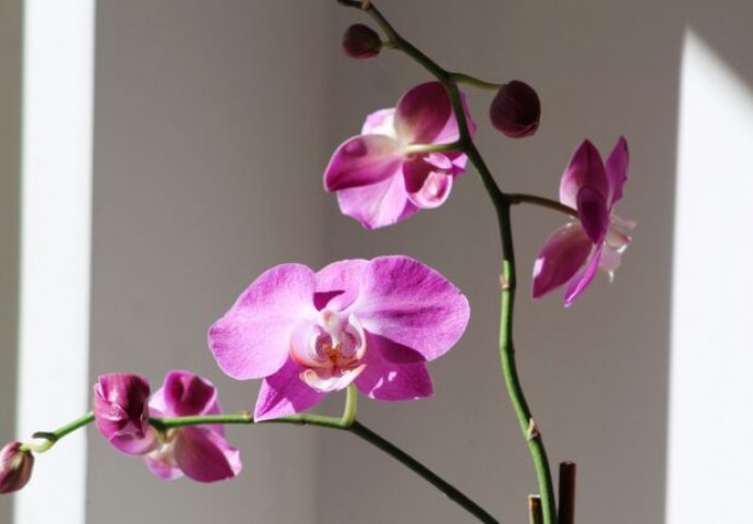 CVIJET PLODNOSTI I LJUBAVI KRASI BROJNE DOMOVE: Evo kako da sačuvate ORHIDEJU tokom zimskog perioda