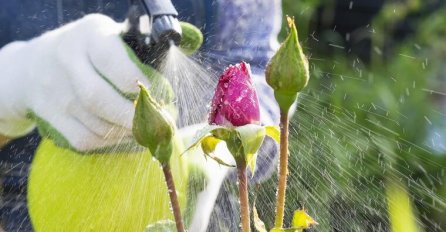 UKLONITE BILJNE VAŠI SA BILJAKA BEZ OTROVA: Sasvim prirodan rastvor koji uništava napasnike