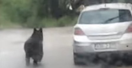 Sarajevom šeće medvjed, objavljen snimak