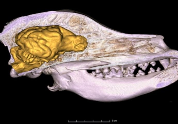 Mozak pasa postaje sve veći. Znanstvenici: To nismo očekivali