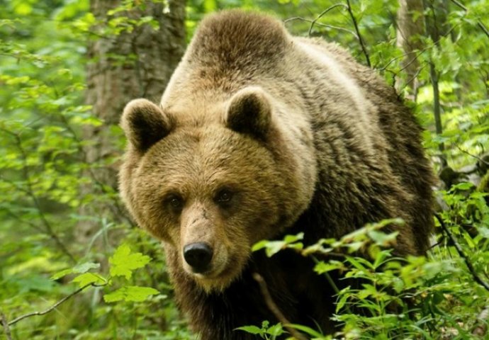 U Japanu viđen medvjed sa čizmama u ustima. Blizu nađena ljudska glava