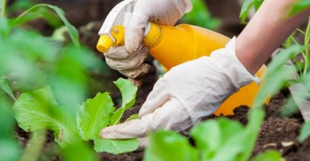 OVO ODBIJA ŠTETOČINE POPUT SUZAVCA: Lisne uši bježe, smrdibube to ne mogu podnijeti