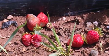 Padavine nanijele štetu: Usjevi u Hercegovini uništeni