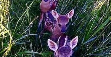 FOTOGRAFIJA IZ NAŠE ZEMLJE KOJA ĆE VAM POPRAVITI DAN: Tri izgubljena bambija nadomak naselja