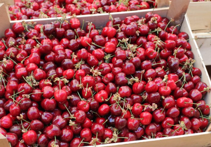 EVO KO TREBA STALNO DA JEDE TREŠNJE: Samo ŠAKA je dovoljna da poprave ZDRAVLJE, pogledajte da li ste MEĐU NJIMA