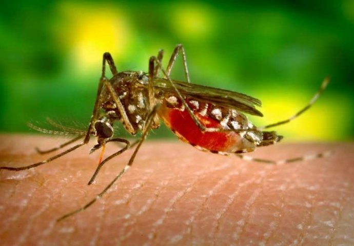 Novo upozorenje: Šire se bolesti koje prenose komarci, jedna stvar dodatno pogoršava situaciju