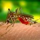 Novo upozorenje: Šire se bolesti koje prenose komarci, jedna stvar dodatno pogoršava situaciju