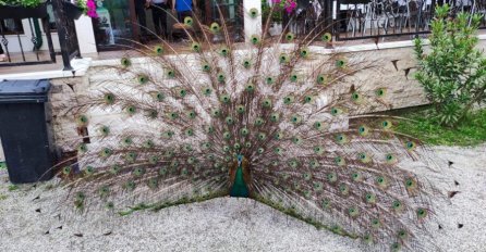 Zanimljiv gost u Jablanici: Paun prešao magistralni put M-17 (VIDEO)