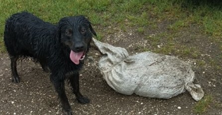 STRAŠNO! Udruga objavila fotku psa kod Velike Gorice: "Zavezana mu je vreća pijeska oko vrata"