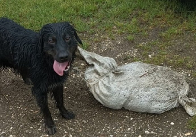 STRAŠNO! Udruga objavila fotku psa kod Velike Gorice: "Zavezana mu je vreća pijeska oko vrata"