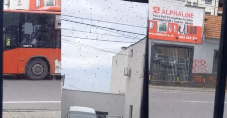 ROJ PČELA U BEOGRADU SE SPUSTIO MEĐU LJUDE: Svi u strahu, kao u horor filmu