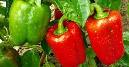 PAPRIKA NE PODNOSI OVE 4 BILJKE: Osušće se i propasti i prije cvijetanja, ako je posadite blizu "neprijatelja"