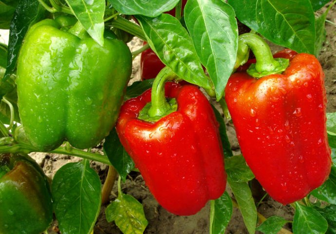 PAPRIKA NE PODNOSI OVE 4 BILJKE: Osušće se i propasti i prije cvijetanja, ako je posadite blizu "neprijatelja"