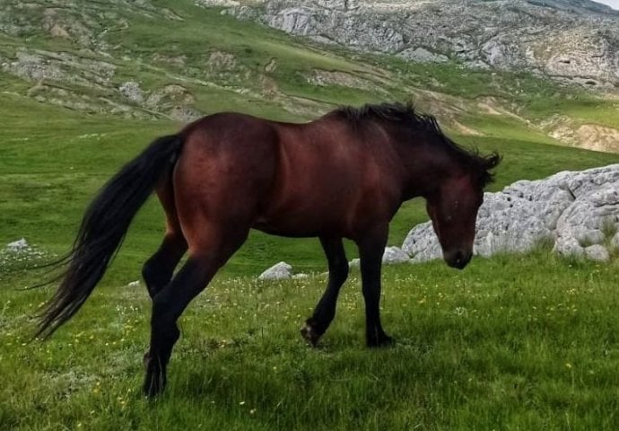 Apel nadležnima: Na Visočici povrijeđen divlji konj, ne može se osloniti na prednju nogu, jedva hoda